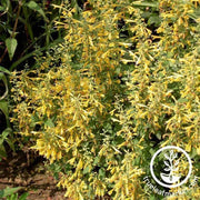 agastache-arizona-sun-seeds