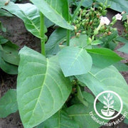 ahus-tobacco