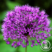 Allium Bulbs - Purple Sensation