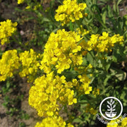 alyssum-mountain-of-gold-flower-seed