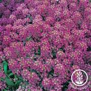 alyssum-royal-carpet-flower-seeds