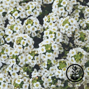 alyssum-seeds-clear-crystal