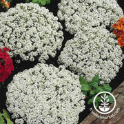 alyssum-snow-crystals-flower-seeds