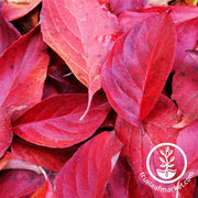 Amaranth Seeds - All Red Leaf