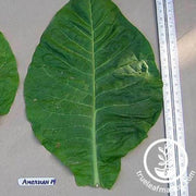 american-14-tobacco