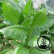 american-572-tobacco