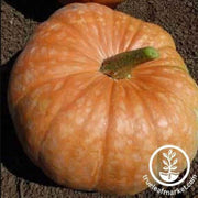 amish-pie-squash