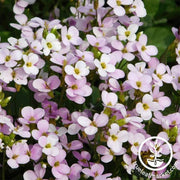 arabis-compinkie-flower-seeds
