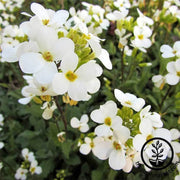 arabis-snow-cap-flower-seeds