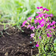 arabis-spring-charm-flower-seeds