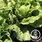 arianna-lettuce-seed