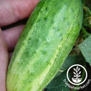 arkansas-little-leaf-cucumber-seeds
