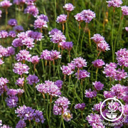 armeria-maritima-series-flower-seeds