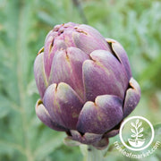 artichoke-seeds-purple-romagna