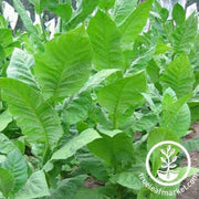 balikesir-tobacco-seed