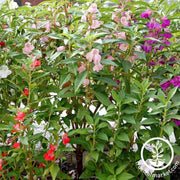 balsam-mixed-colors-flower-seed