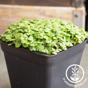 basil-seeds-lettuce-leaf