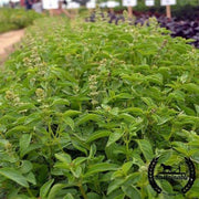 Basil Seeds - Lime (Organic)