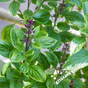 basil-seeds-anise