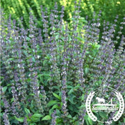 basil-seeds-cinnamon-organic