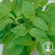 basil-seeds-clove-scented