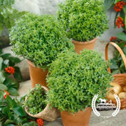 basil-seeds-dwarf-greek-organic