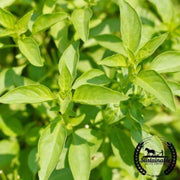 basil-seeds-lemon-organic