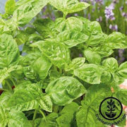 basil-seeds-sweet