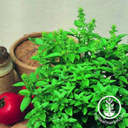 basil-spicy-globe