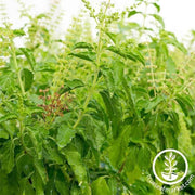 basil-sweet-dani