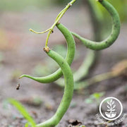 bean-bush-black-valentine
