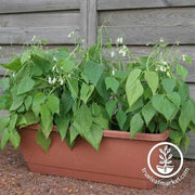bean-bush-mascotte