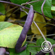 bean-bush-royal-burgundy-treated
