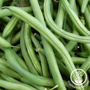 bean-pole-blue-lake-pole-fm1k-treated