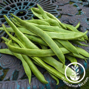 bean-seeds-runner-prizewinner
