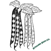 bean-seeds-shell-akahana-mame