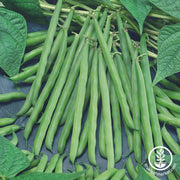 French Garden Bush Bean