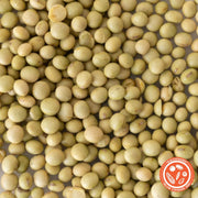 Soybean - Midori Giant (Eda Mame) - Clearance Seeds Close Up