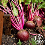 beet-red-ace-hybrid