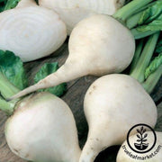 beet-seeds-white-albino
