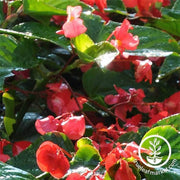 begonia-angelwing-dragon-wing-red-pelleted-flower-seeds