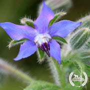 Organic Borage Flower