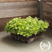 Herb Borage Organic Microgreens