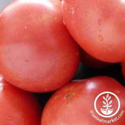 bradley-tomato