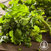 broccoli-raab-early-fall-rapini
