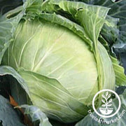 brunswick-cabbage