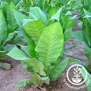 bucak-tobacco