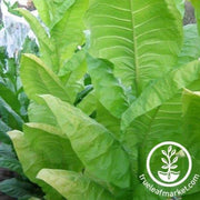burley-64-tobacco