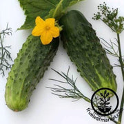 bushy-cucumber-seeds