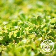 butterhead-bibb-lettuce-mix-500mg